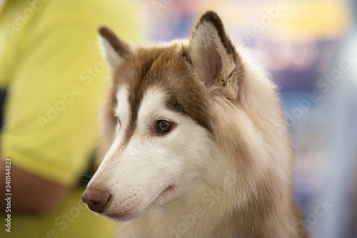 Fototapeta Naklejka Na Ścianę i Meble -  Close up Cute dog Siberian husky breed looking so handsome purebred dog