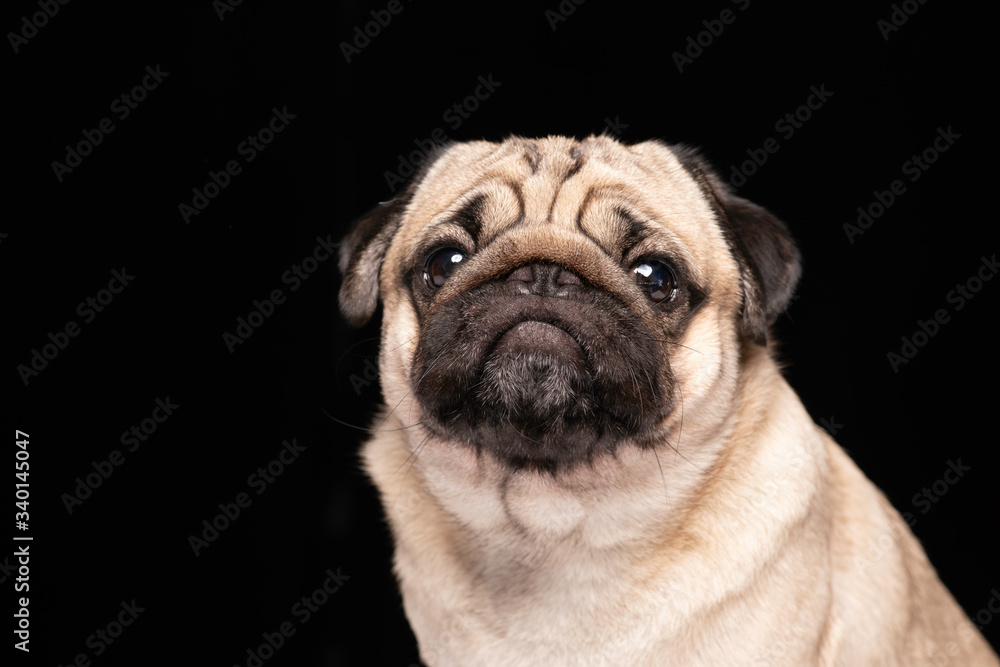 Cute dog pug breed looking away and making funny face isolated on black background