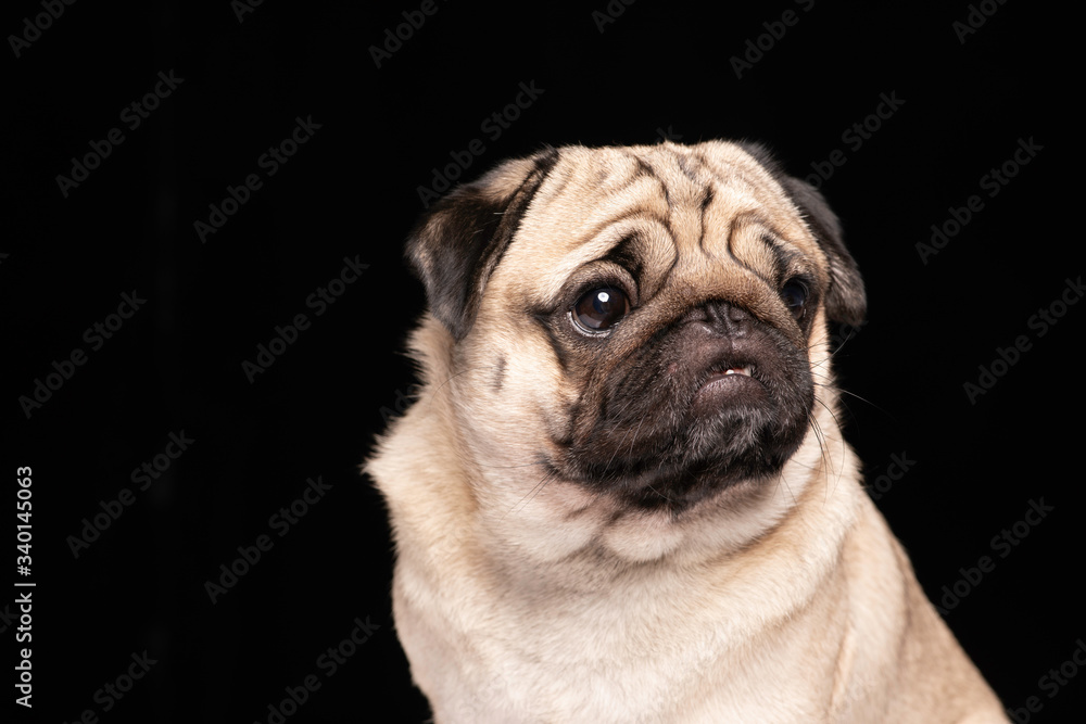 Cute dog pug breed looking away and making funny and angry face isolated on black background