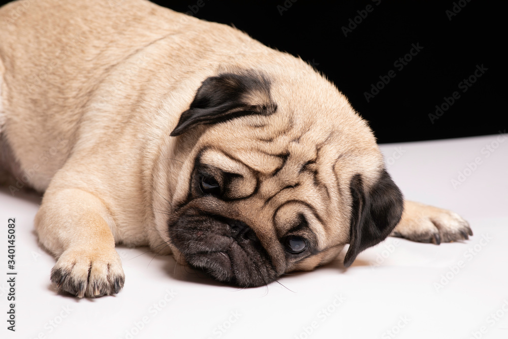 Cute dog pug breed lying on table and making funny and serious face,Adorable dog concept Cute dog pug breed lying on table and making funny and serious face,Adorable dog concept