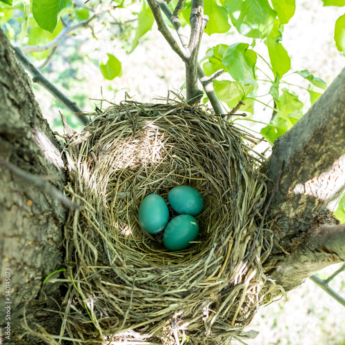 Three aqua robin eggs in nest resting on tree branch