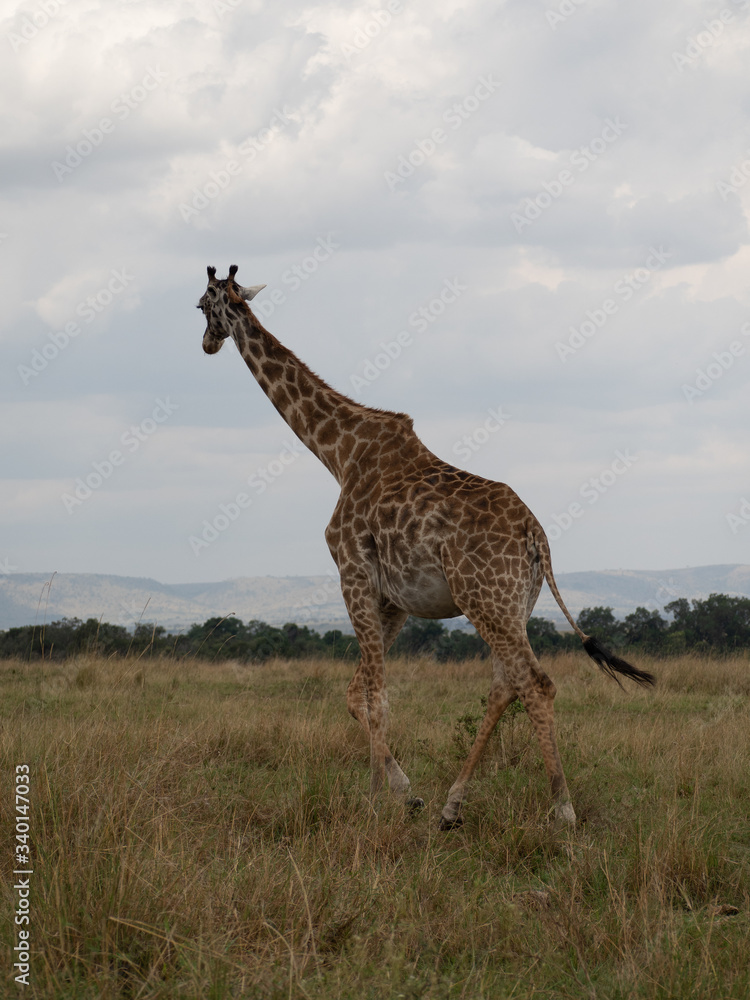 Obraz premium Masai Mara