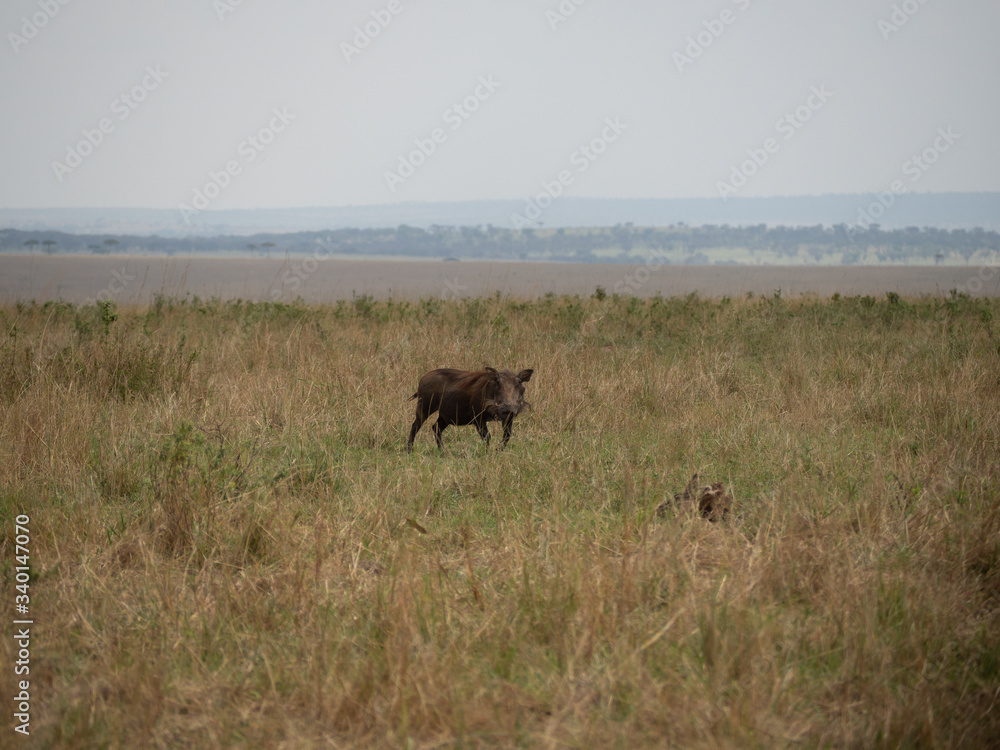Masai Mara Masai Mara