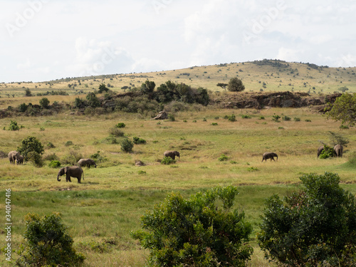 Masai Mara © Raphael Fortier M