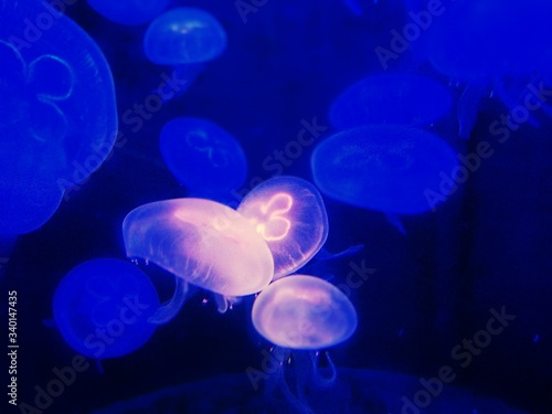 Close-up Of Jellyfish Swimming In Water © jestin parampett/EyeEm