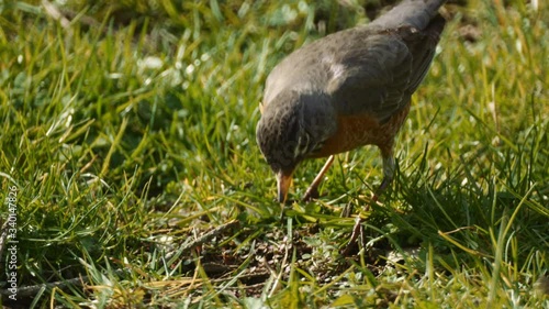 American Robin Feeding on Worm - Slow Motion 4K