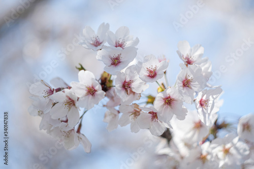 満開の桜