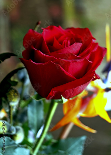 red rose in the garden