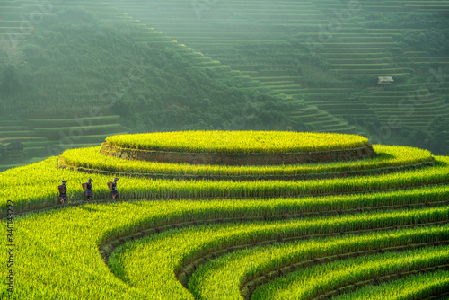 Beautiful step of rice terrace paddle field in sunset and dawn at Mam Xoi hil...