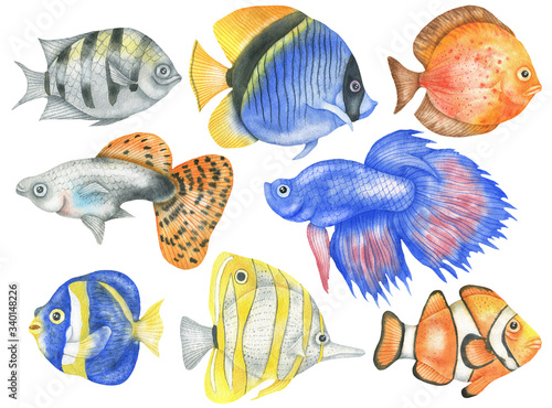 Set of aquarium fish