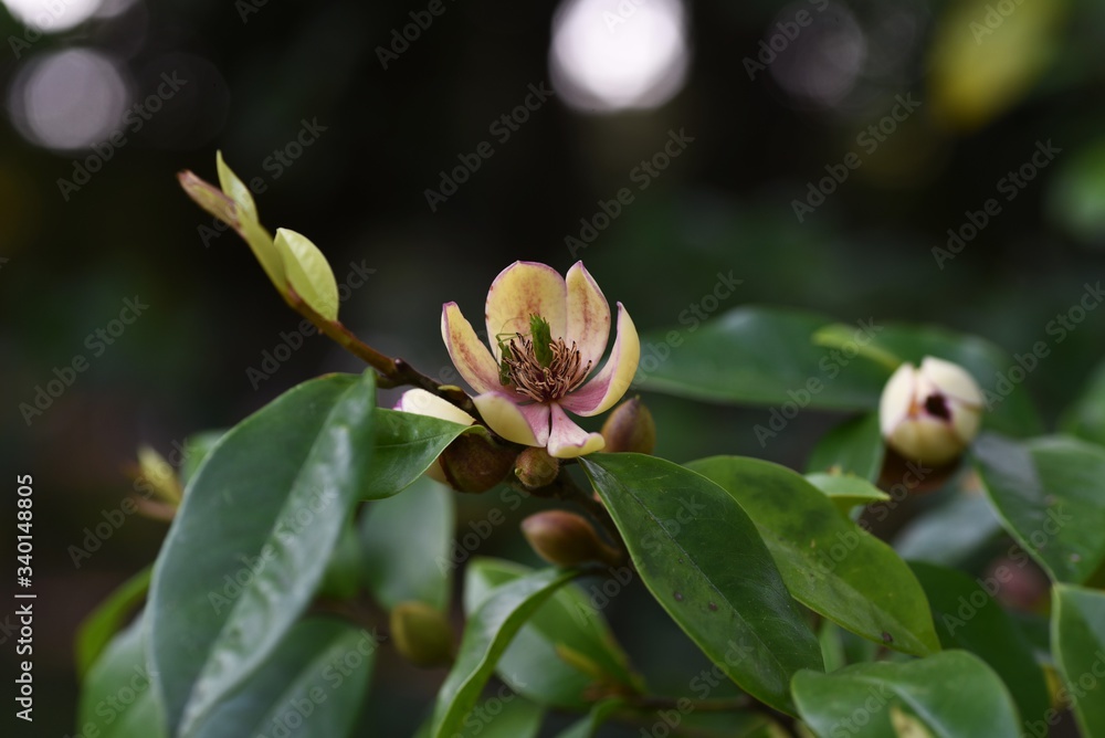 Michelia figo (Banana bush) flowers / Magnoliaceae evergreen shrub. Michelia figo (Banana bush) flowers / Magnoliaceae evergreen shrub.
