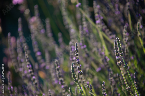 lavender plants