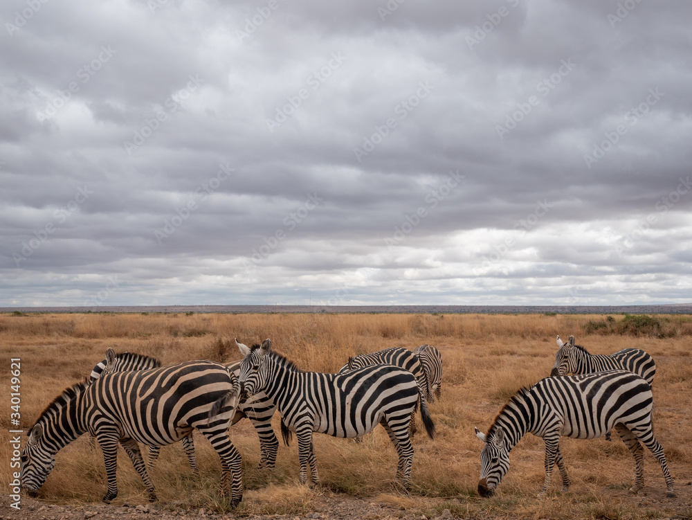 Obraz premium Amboseli37