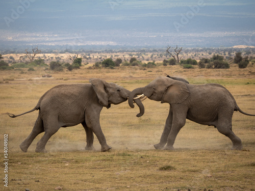 Amboseli30 © Raphael Fortier M