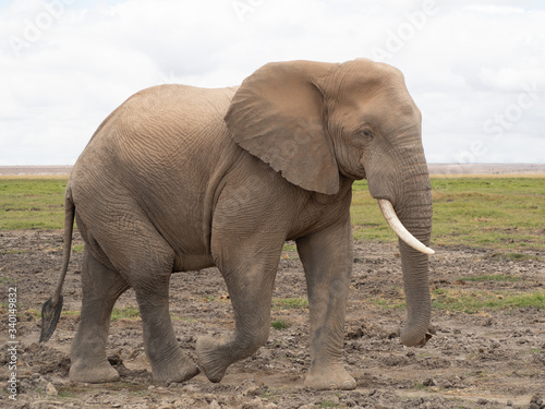 Amboseli28