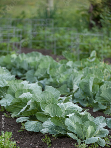 Cabbage heads growing in Vegetable Garden in backyard on Small Hobby farm in organic garden with Good Organic Soil