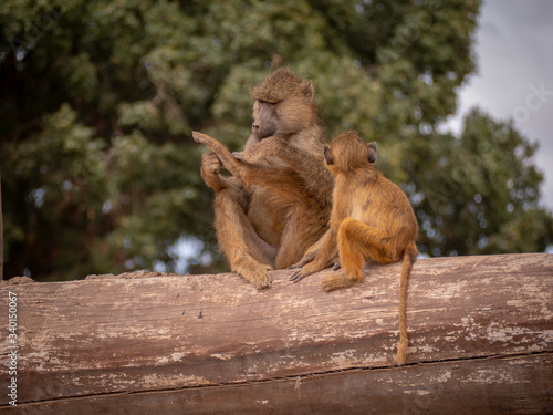 Amboseli21