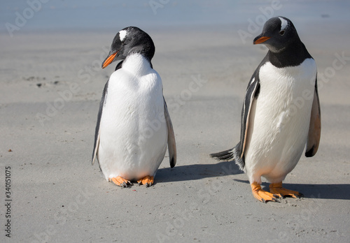 Port Stanley. Falkland islands. United Kingdom. gentoo penguin. These birds are easily recognized by a broad white stripe running through the top of the black head and by a bright orange-red bill wit