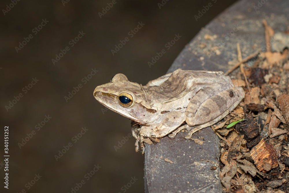 Image of Common tree frog, four-lined tree frog, golden tree frog, (Polypedates leucomystax) on the natural background. Animal. Amphibians.