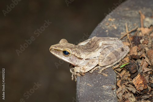 Image of Common tree frog, four-lined tree frog, golden tree frog, (Polypedates leucomystax) on the natural background. Animal. Amphibians. photo