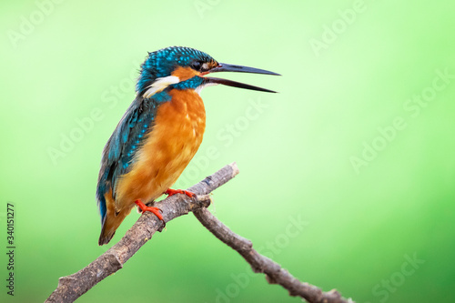 Image of common kingfisher (Alcedo atthis) perched on a branch on nature background. Bird. Animals. © yod67