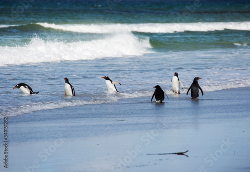 Port Stanley. Falkland islands. United Kingdom. gentoo penguin.  These birds are easily recognized by a broad white stripe running through the top of the black head and by a bright orange-red bill wit