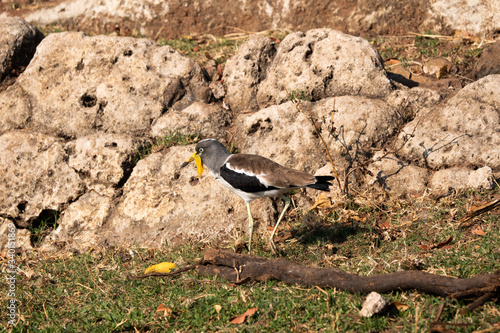 White-Crowned or White-Headed wattled lapwing or plover, Vanellus albiceps, in Chobe National Park, Botswana photo