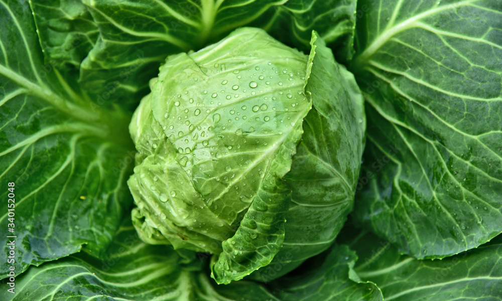 Colorful of Fresh Green cabbage with water drop with full frame. Colorful of Fresh Green cabbage with water drop with full frame.