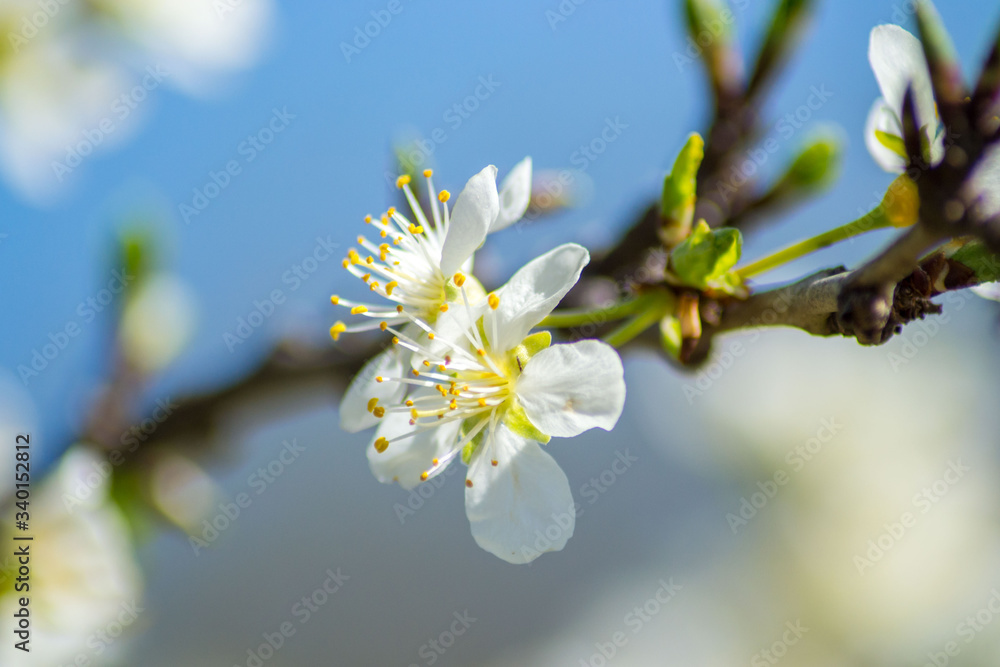 Fruit tree blossom, white tender flowers in spring on blue sky, selective focus, seasonal nature flora