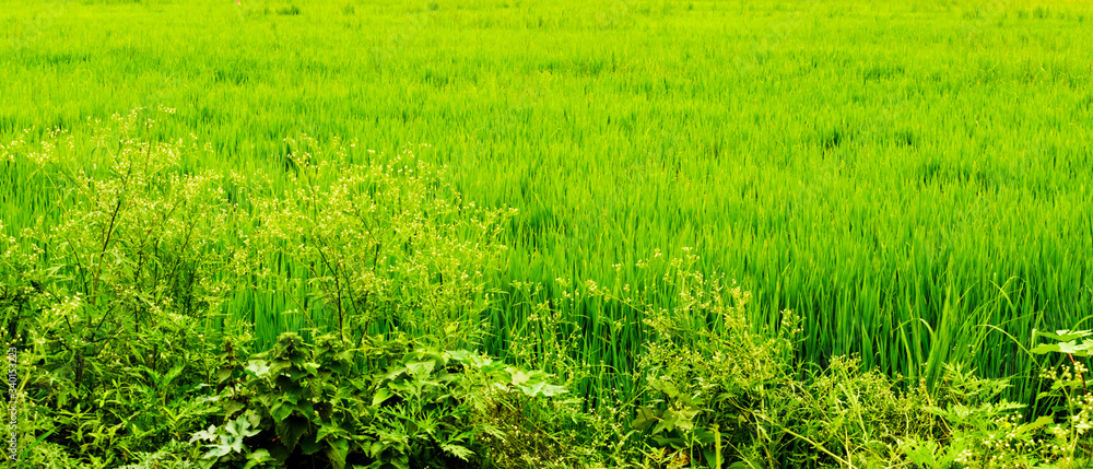 Obraz premium green field of paddy landscape