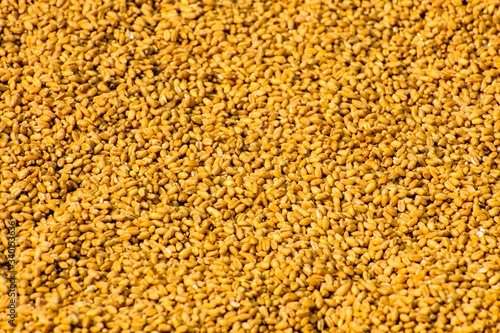 texture of ripe wheat grain