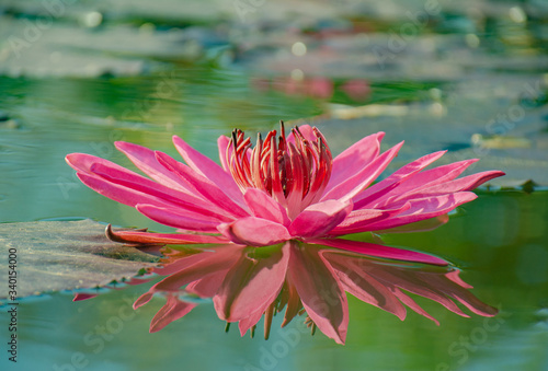Pink lotus flowers blooming beautifully in the water.