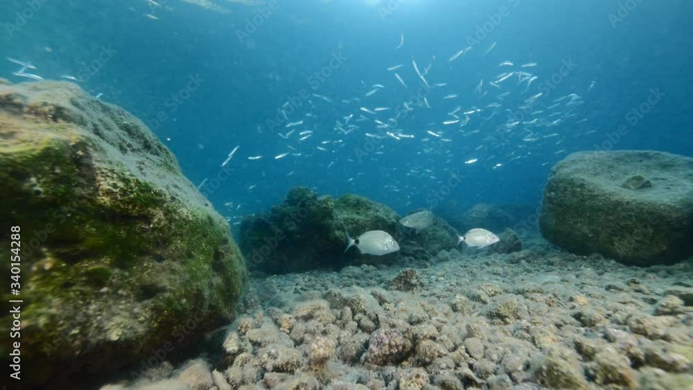 fish scenery underwater eating the spawning of sponges from rock fish scenery underwater eating the spawning of sponges from rock
