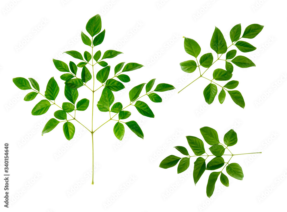 Set of various forest plant leaves on white background. Top view, Flat lay.