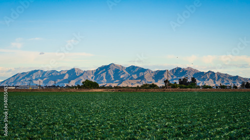 Rural Landscape with cabbage field near Phoenix, Arizona