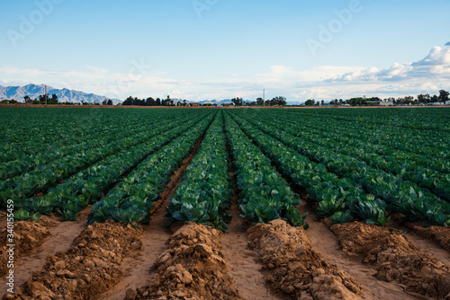 Cabbage Field Near Phoenix Arizona