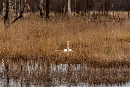 the white swan nests in the reeds of the lake photo