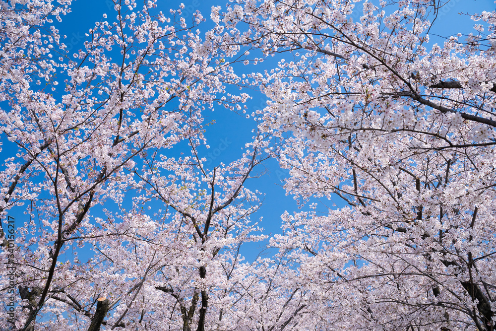 青空と春に咲く満開の桜