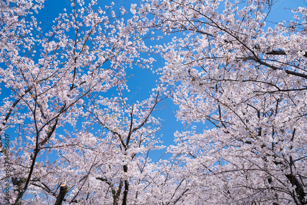 青空と春に咲く満開の桜 青空と春に咲く満開の桜