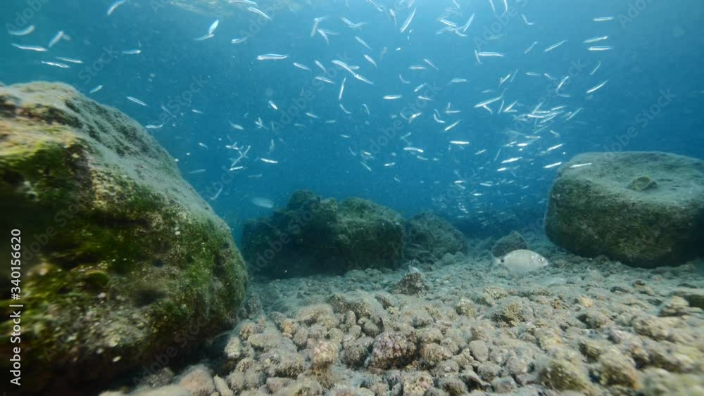 fish scenery underwater eating the spawning of sponges from rock fish scenery underwater eating the spawning of sponges from rock