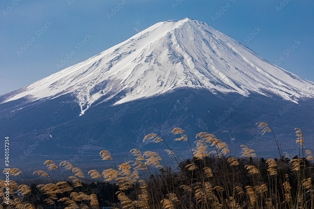 富士山のアップと風になびくススキ