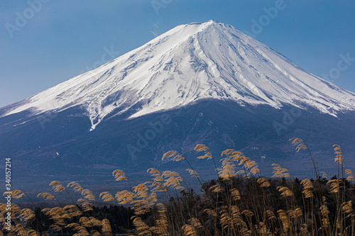 富士山のアップと風になびくススキ