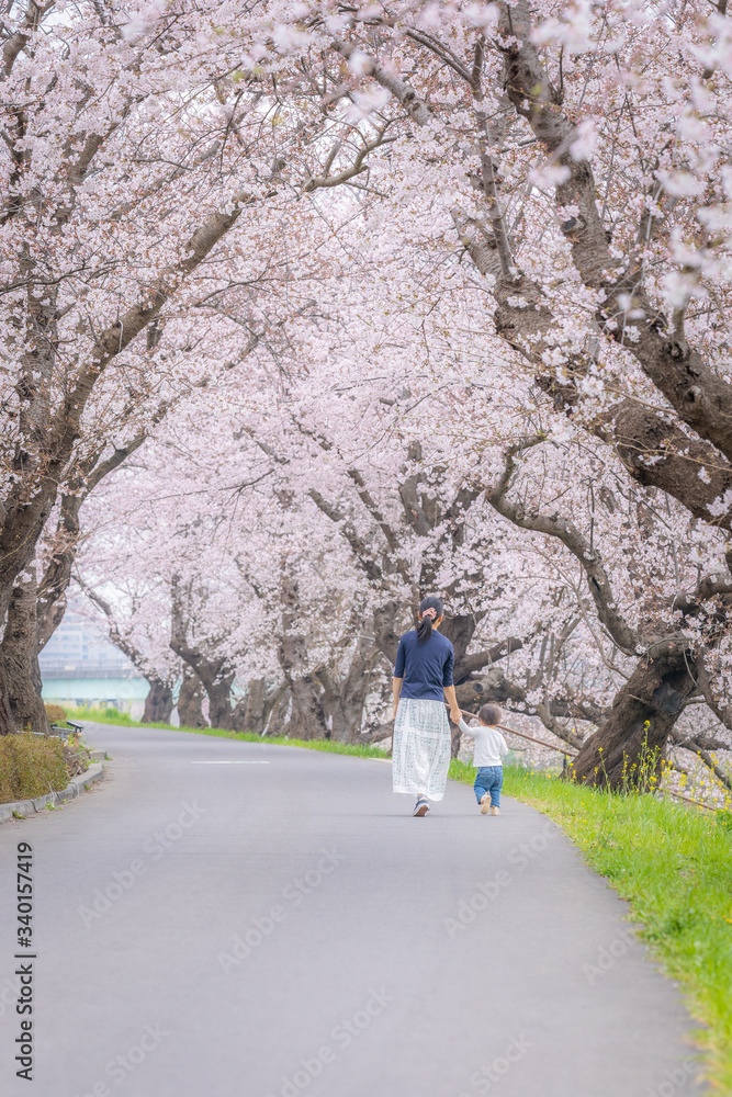 Fototapeta premium 桜並木を手をつないで散歩する親子
