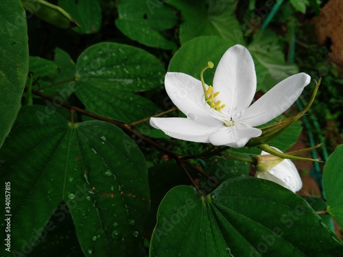 white flower mandaram photo