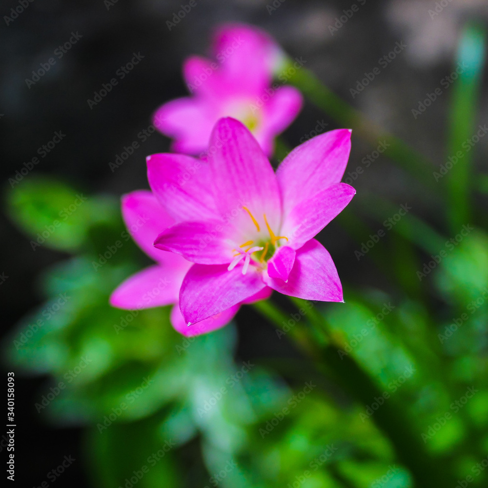 pink and white flower