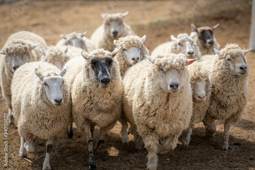 走る羊の群れ