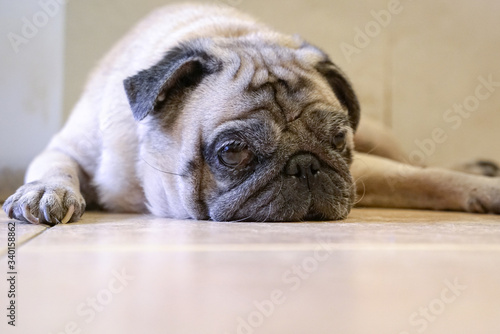 фотографія Lazy and sleepy pug dog lying on the floor