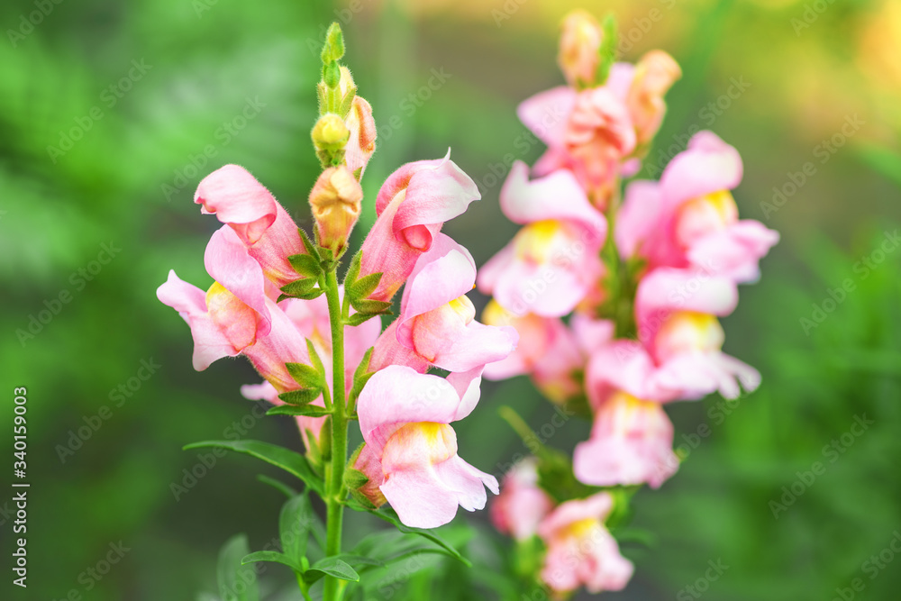 Snapdragons. Snapdragon pink flowers in the garden. Spring and summer background. Vertical photo Snapdragons. Snapdragon pink flowers in the garden. Spring and summer background. Vertical photo