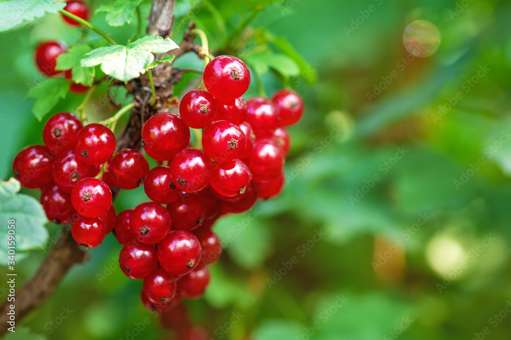Red currant. A bunch of red currants in the shape of a heart on a currant Bush. Summer harvest background. Valentine's day