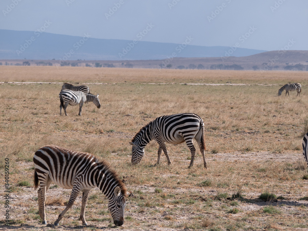 Obraz premium Amboseli15